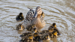 Fauna des Flusses Llobregat