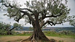 Olivera del "Capellà". Foto: Jaume Morera Guixà